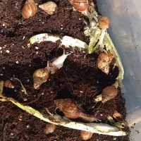 حلزون آچاتینا پرورشی