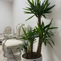 درختچه یوکا