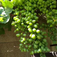 غوره و آبغوره