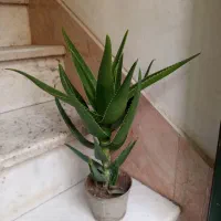 گل و گیاه