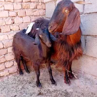 بز ماده با کهره و کهره ماده