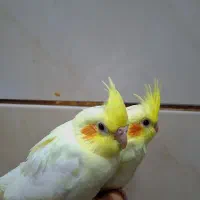 جوجه طوطی