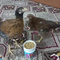 مرغ عربی سرحال