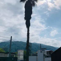پالم ۱۲متری