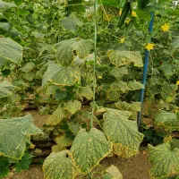 خیار اصفهان گل خانه اصلاح شده