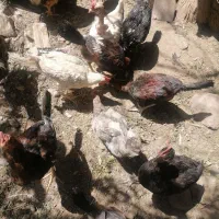 فروش  جوجه خروس محلی