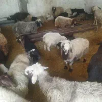 گوسفند