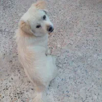 فروش سگ