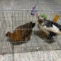 دوعدد جوجه لهستانی و یک عدد خروس