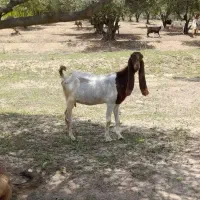 بز پتیری اصل پاکستان