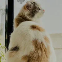 جفتگیری گربه ماده