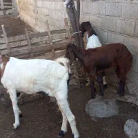 بزدوقلو با بز تک ۴تا باهم دانه ۱۲