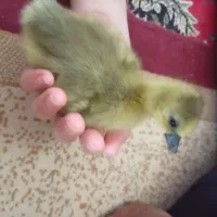 غاز