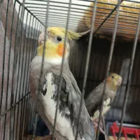 یک جفت عروس هلندی نر و ماده ده ماهه