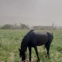 اسب