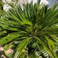 فروش گل سیکاس