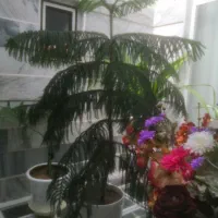 کاج مطبق