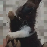 خر گوش دست اموز