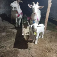 فروش یک راس بزسانن اصل