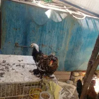 فروش مرغ  تخم گذار و خروس سلطان و نیمچه مرغ