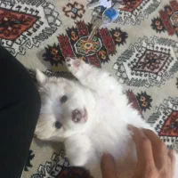 ۴ تا توله پاکوتاه