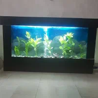 اکواریوم دیواری