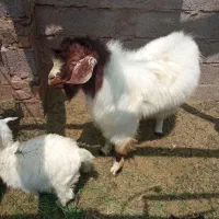 گوسفند نرنده