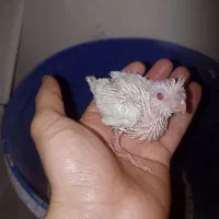 عروس البینو