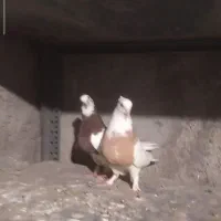 پاور***بانک معامله با کبوتر