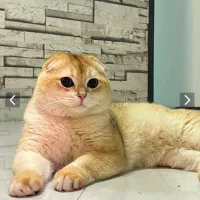 گربه اسکاتیش نر گلد اصیل