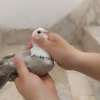 کلاغ نژاد هفرنگ ....دم سفید نژاد هفرنگ