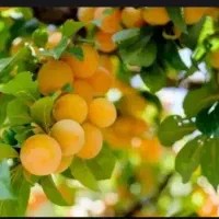 معجزه ی رشد تمام محصولات کشاورزی