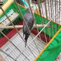 عروس هلندی