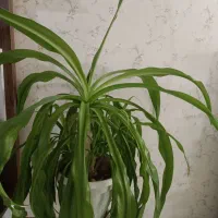 گل موزی