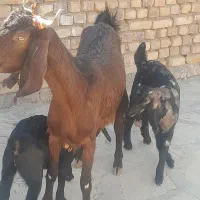 بز اصیل پاکستانی دوقلو