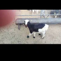 بره شیری دو ماه شیری نر نژاد ترک