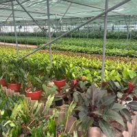 نیروی آقا جهت کار در گلخانه