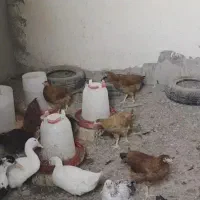 اردک
