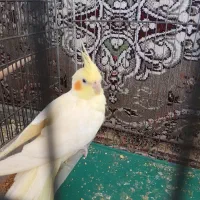چهار عدد عروس هلندی فروشی