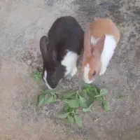 دوعددخرگوش