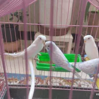 مرغ عشق نروماده انگلیسی پروانه‌ای با تخم