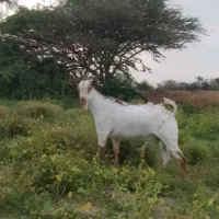 نری سلاله