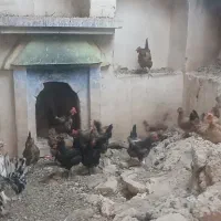 مرغ‌خانگی‌‌تخم‌گزار