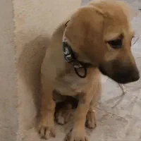 واگذاری توله سگ رایگان