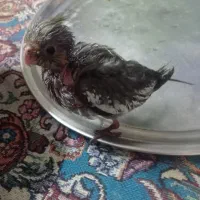 جوجه عروس هلندی با سر لاک رام و دستی خوشگل