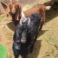 3بزغاله 1نر 2ماده 18500  مقطوع  اسفدن