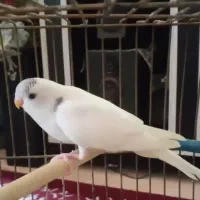 یک جفت مرغ عشق