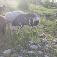 قوچ  پلنگی