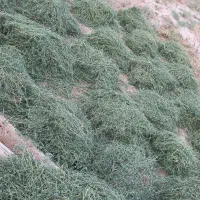 فروش علوفه یونجه