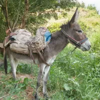 خر نر